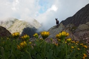 71 all'ombra i fiori tendono a richiudersi...